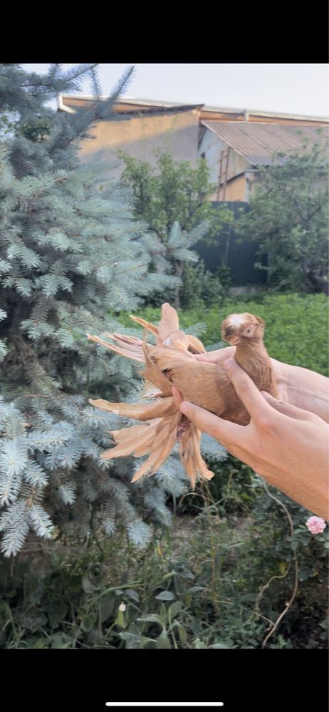 голубка желтая самка