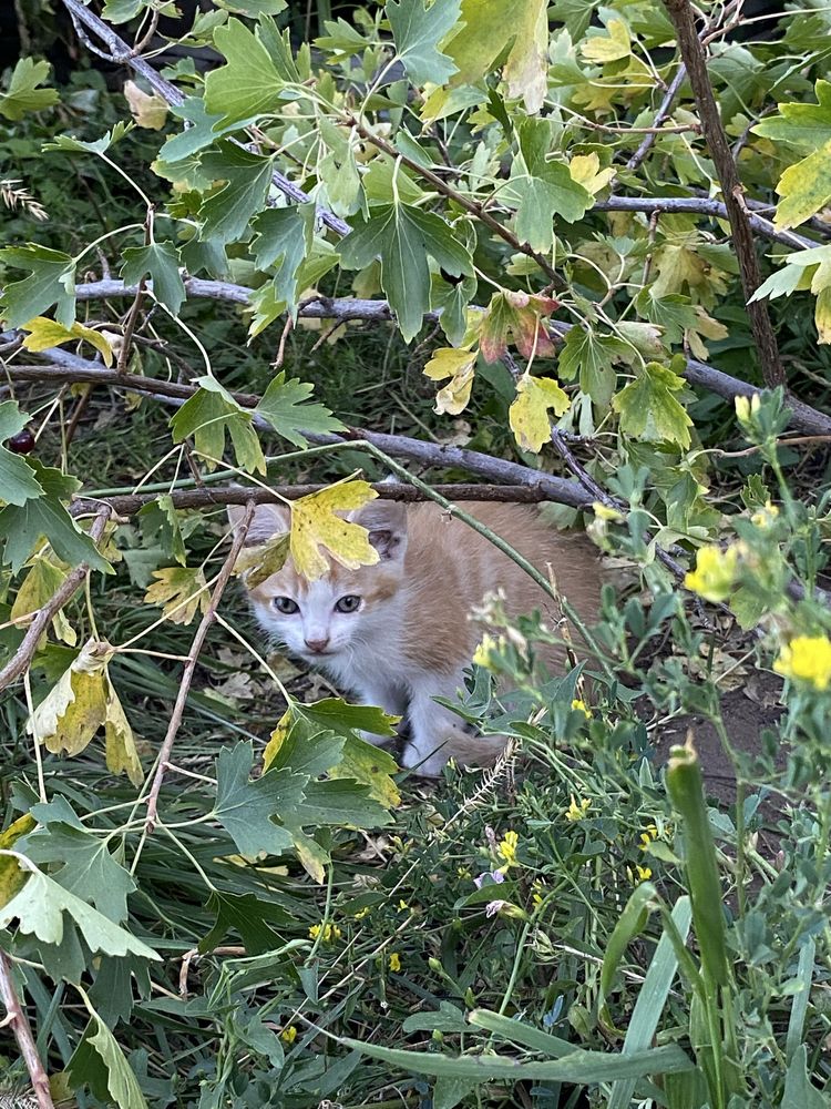 Отдадим котят в хорошие руки!