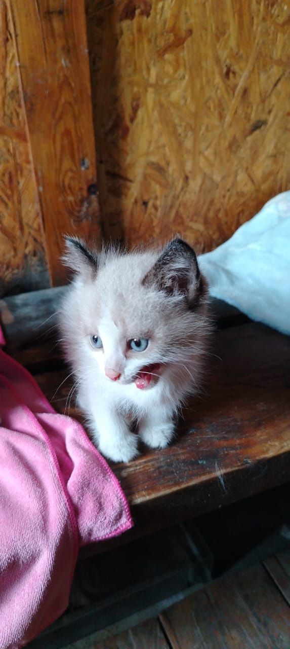 Котёнок, в добрые руки