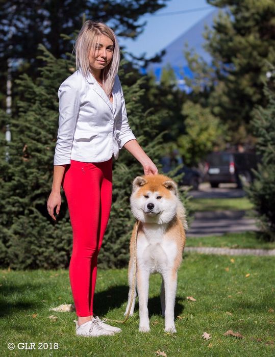 Акита Ину кобель для вязки