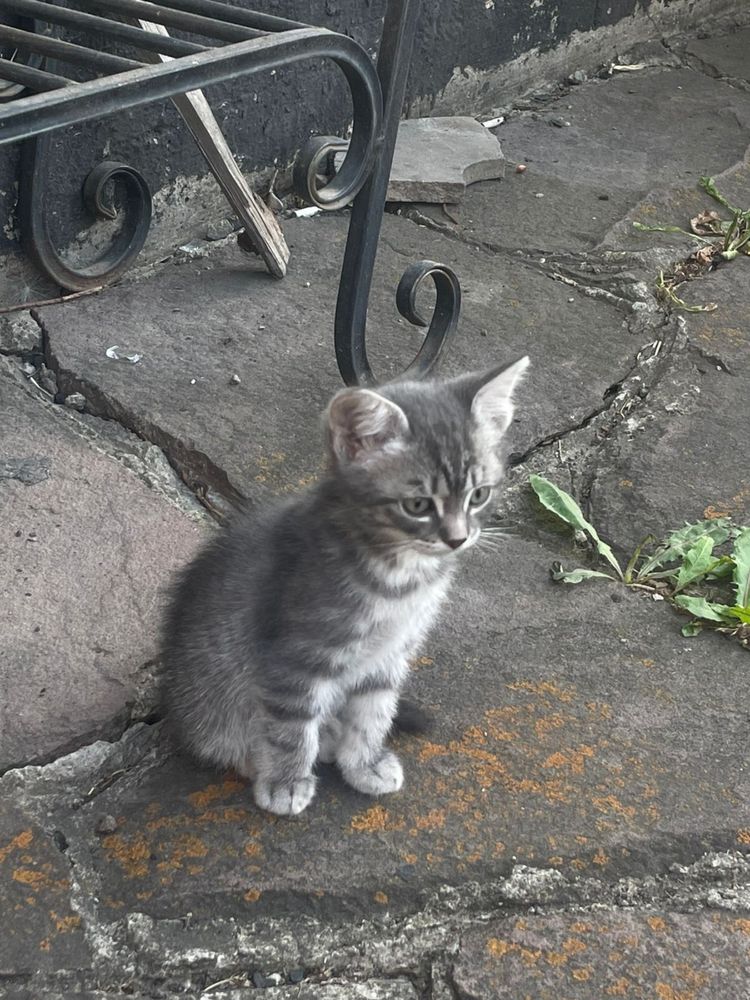 Отдам котят бесплатно