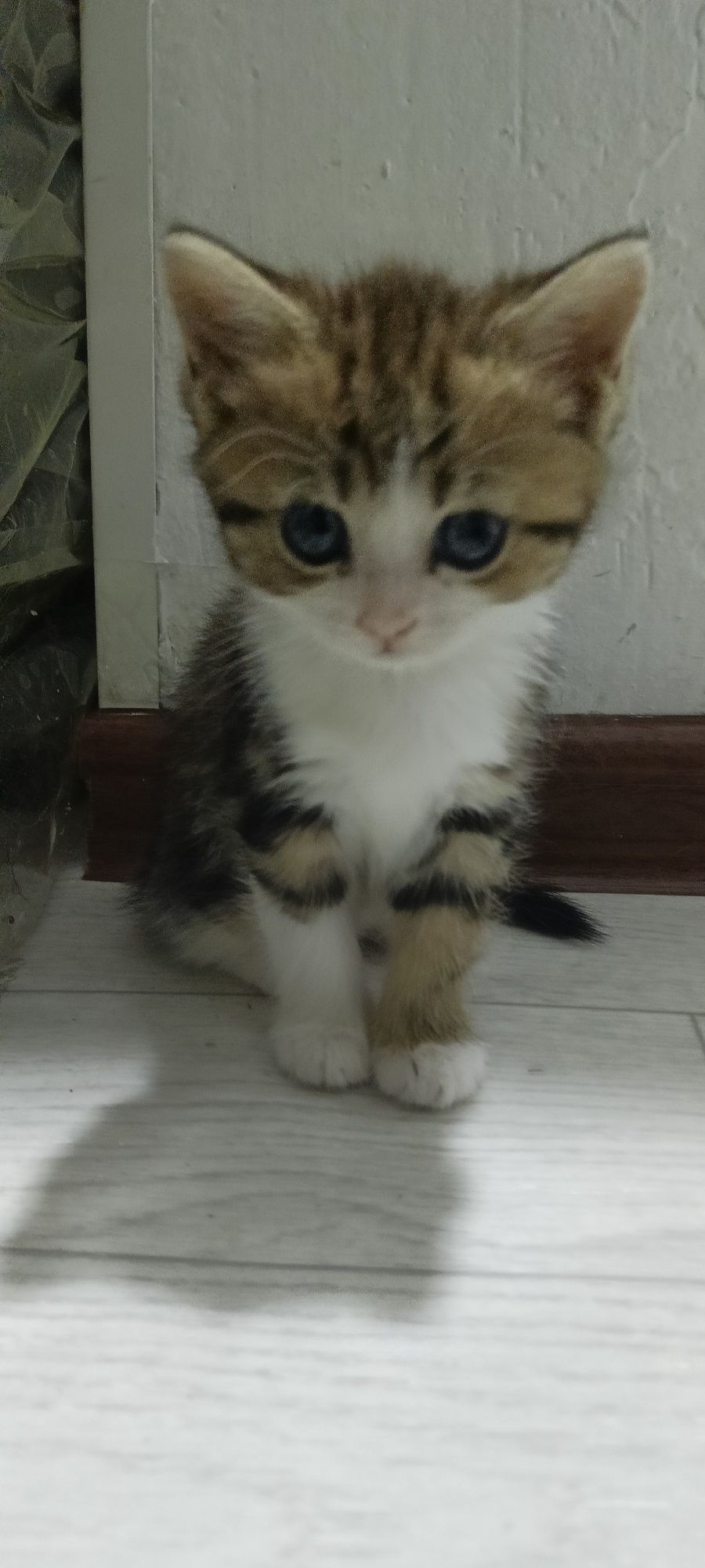 Котёнок 1 месяц 11 дней