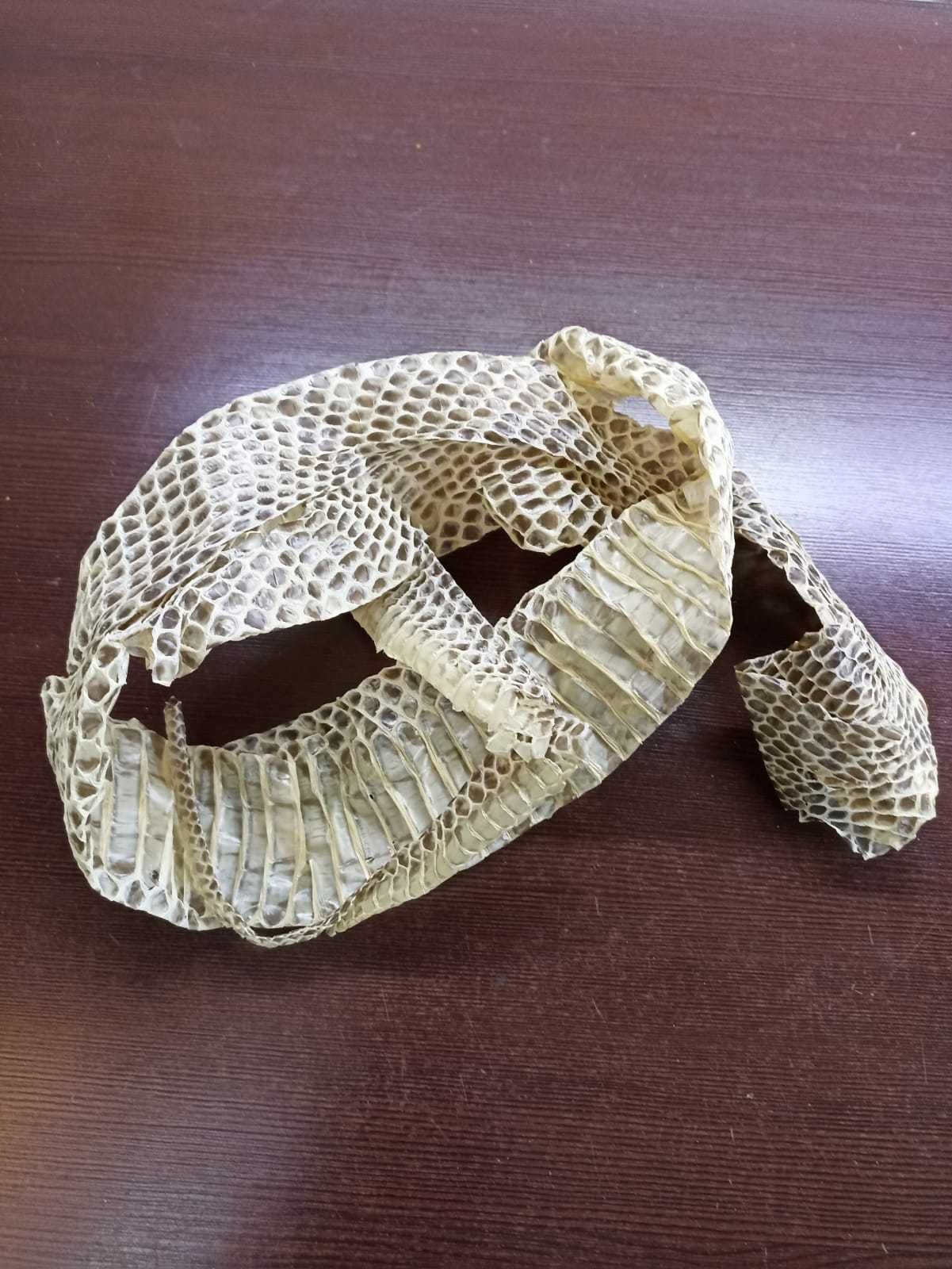 Выползки змеиные Кобра (шкуры, кожа)