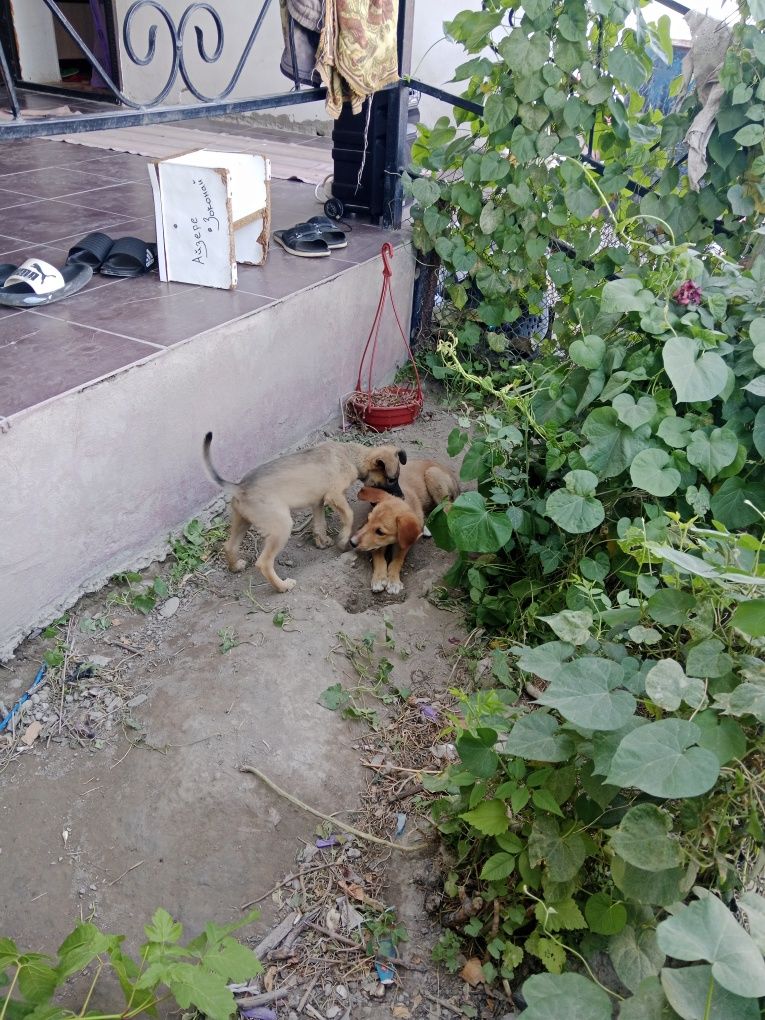 Щенки бесплатно очен