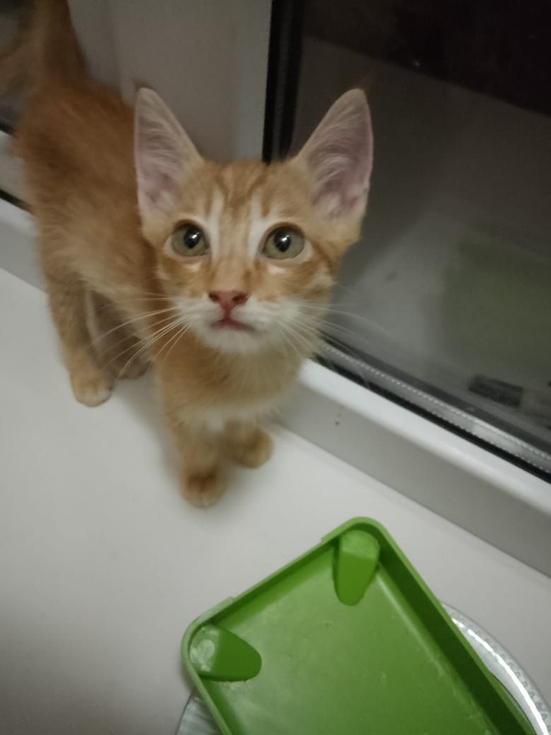 Котята ищут Добрый Дом!
