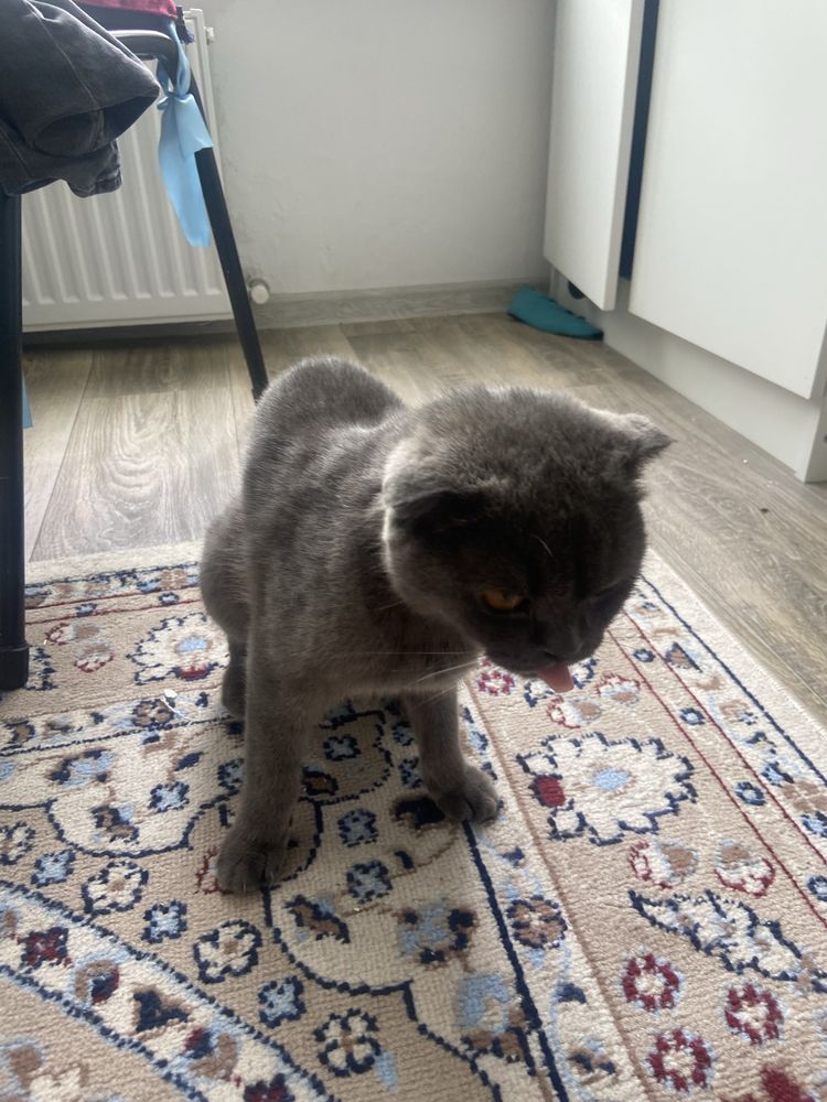 Британский котенок