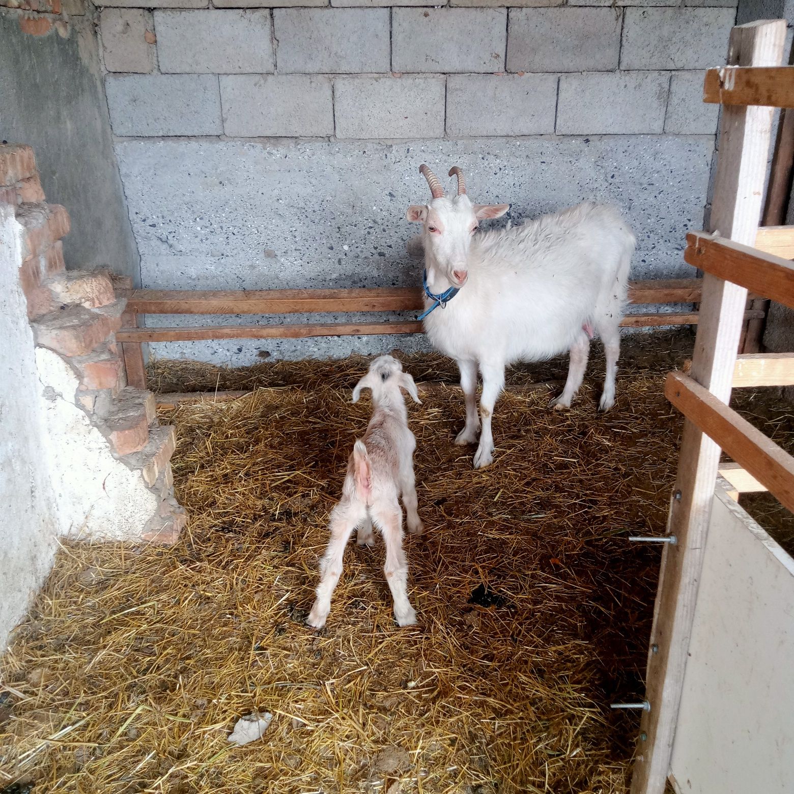 Продам  коз  зааненских
