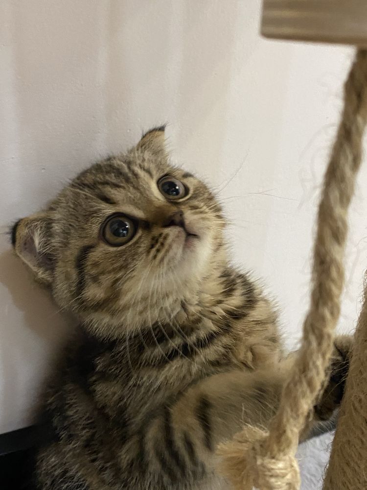 Котенок шотладская вислоухая + все в подарок