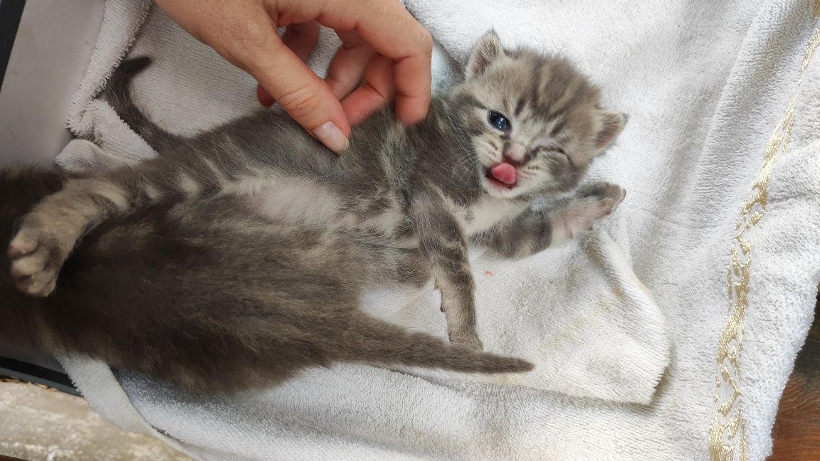 Отдам котят в добрую семью