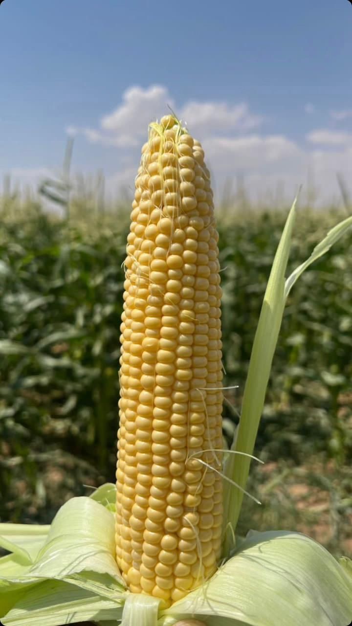 Продам свежи сладки кукуруза