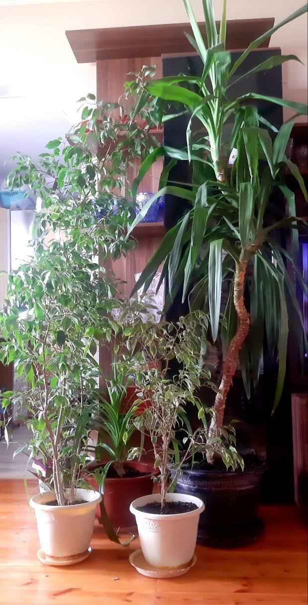 Продам саженцы авокадо и другие комнатные цветы
