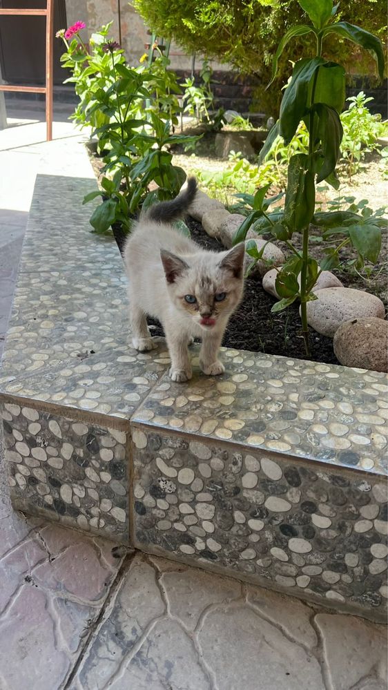 Отдам котенка в хорошие руки бесплатно!