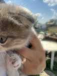 Отдам вислоухого котянка девочка