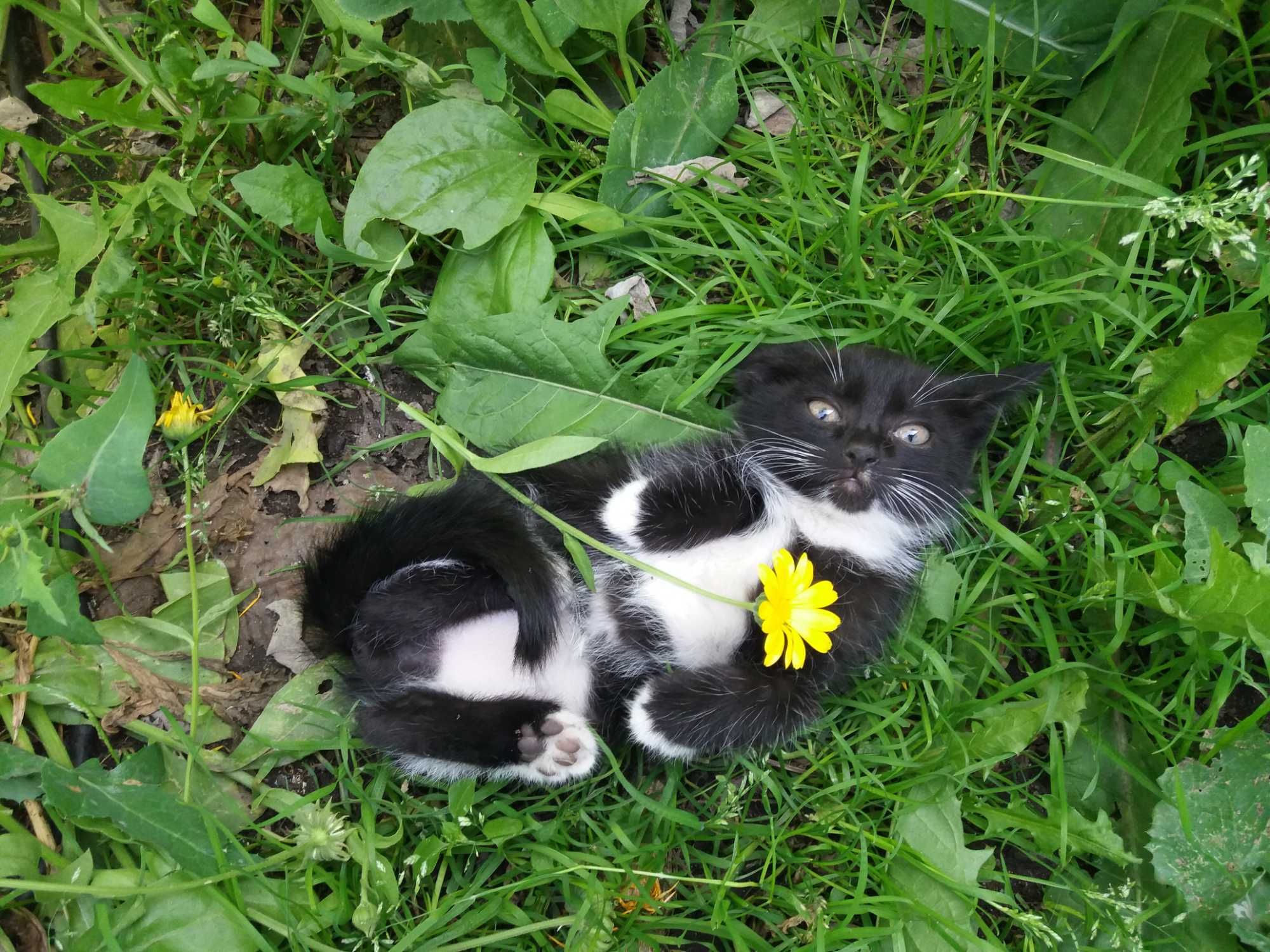 Успей своего забрать котёнка!
