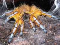 паук птицеед Harpactira pulchripes