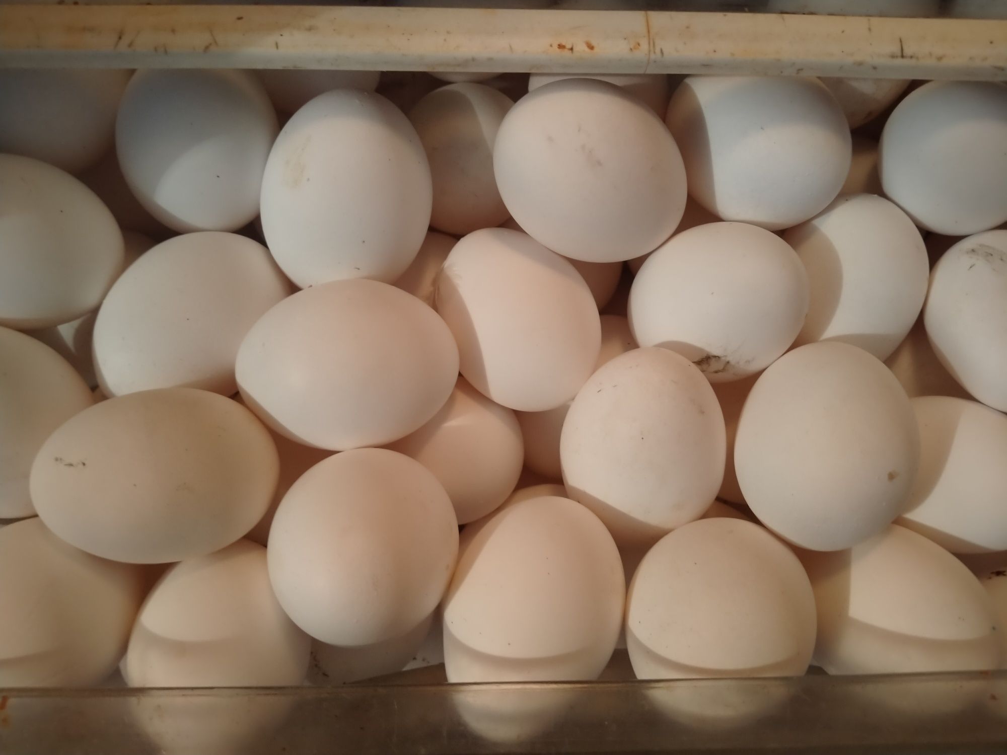 Продам домашние яйца вкусные десяток