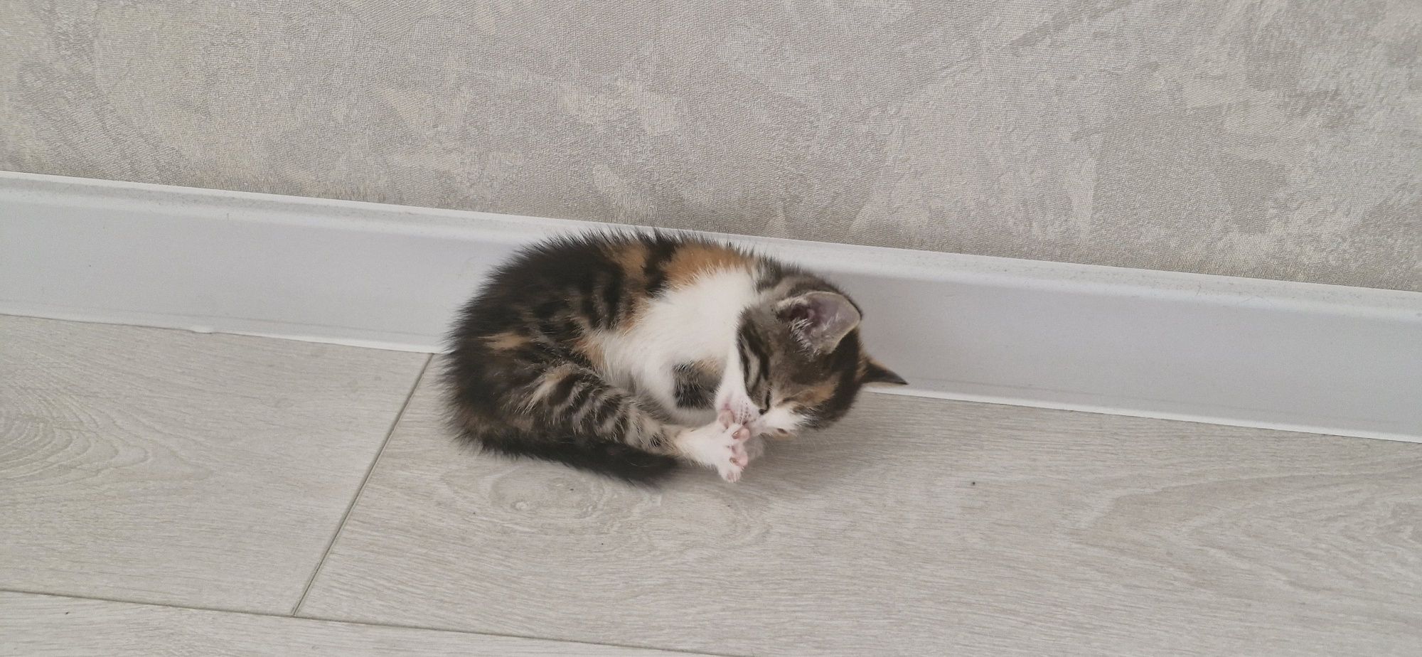 Котенок (кошка), 1.5 месяца