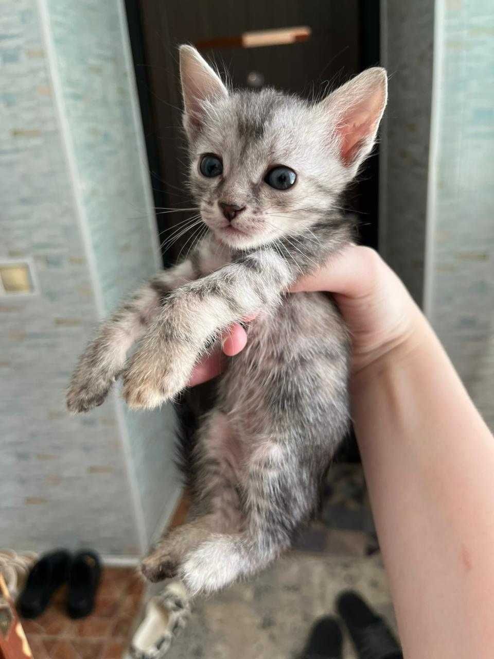 Отдам котят в добрые руки бесплатно