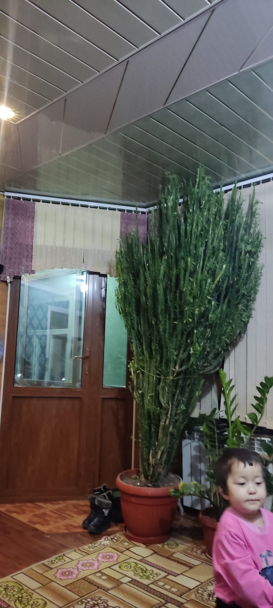 Продается домашний растение