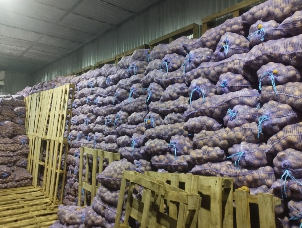 Продам картофель по оптовой цене