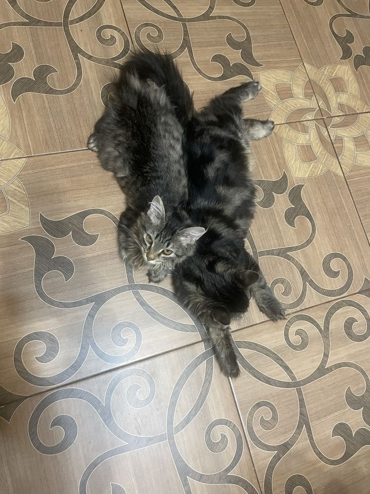 В добрые руки доверю кота и кошку