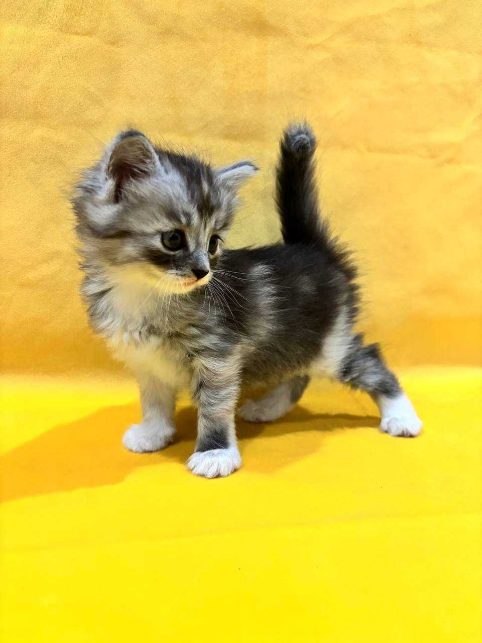 Котята милые пушистые