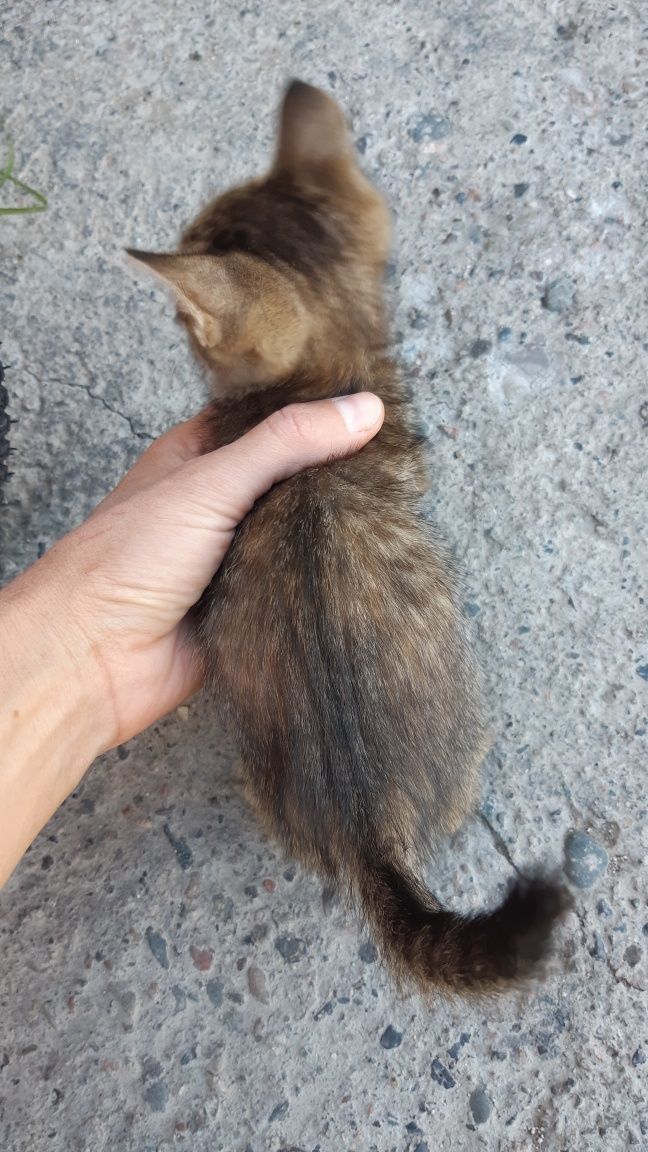 Отдам  котят в хорошие заботливые руки