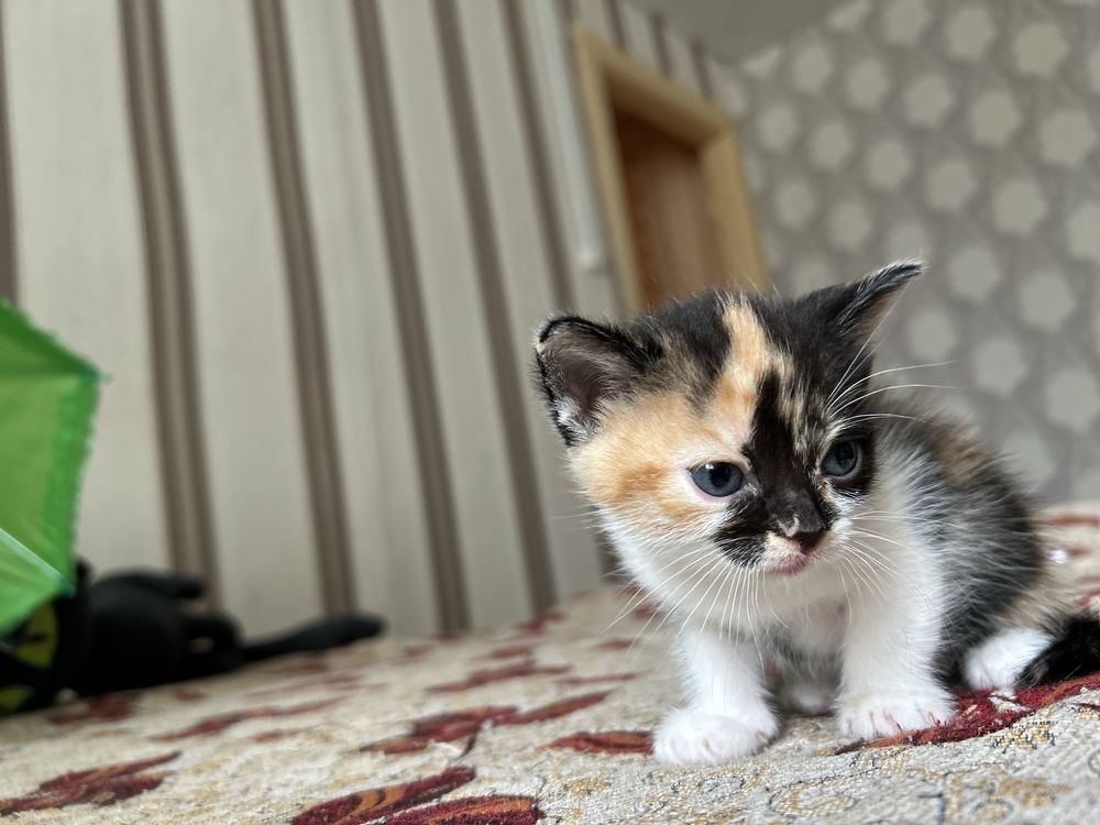 Отдадим котят в хорошие руки