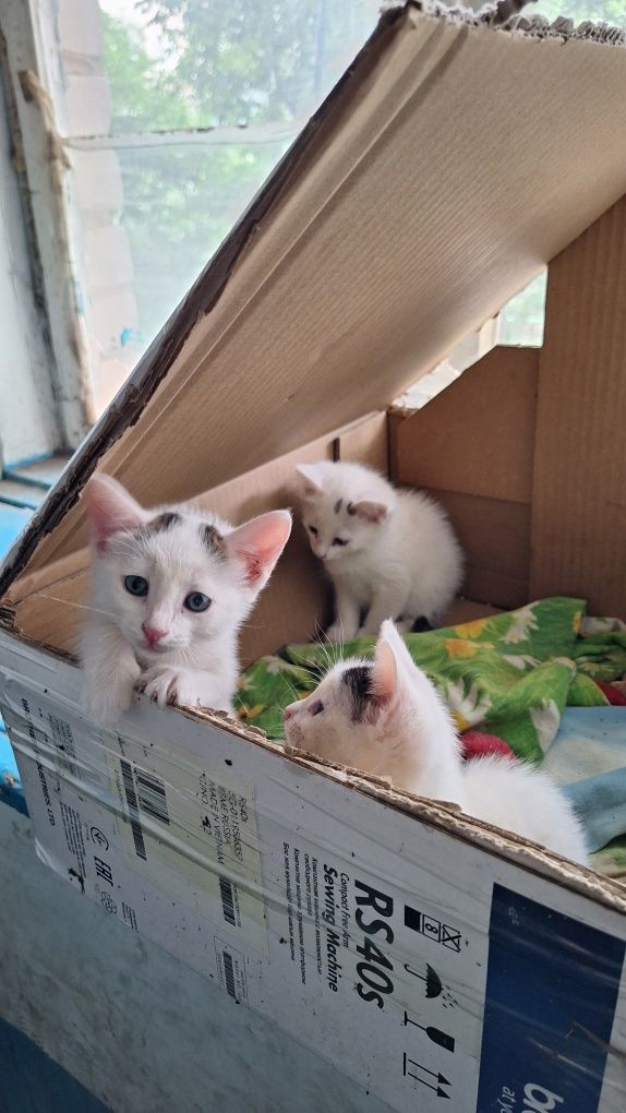 Раздам котят бесплатно
