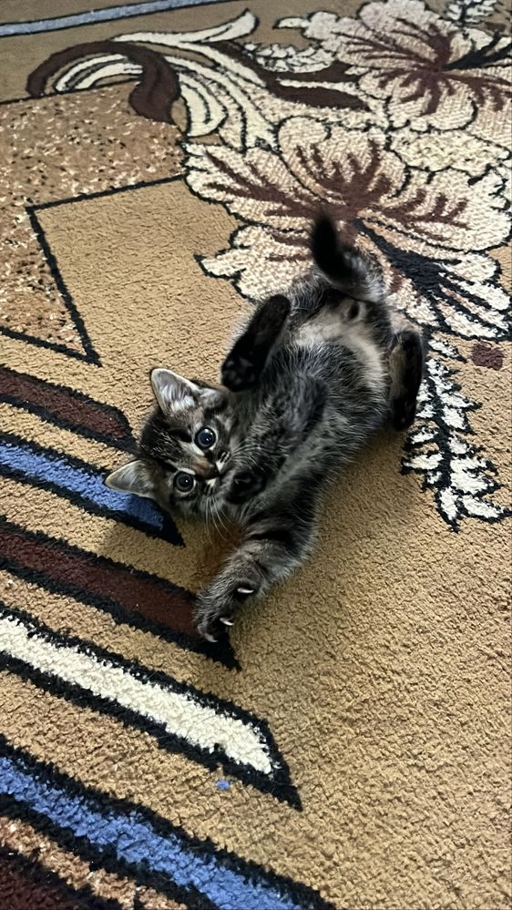 Отдам котенка в добрые рцки