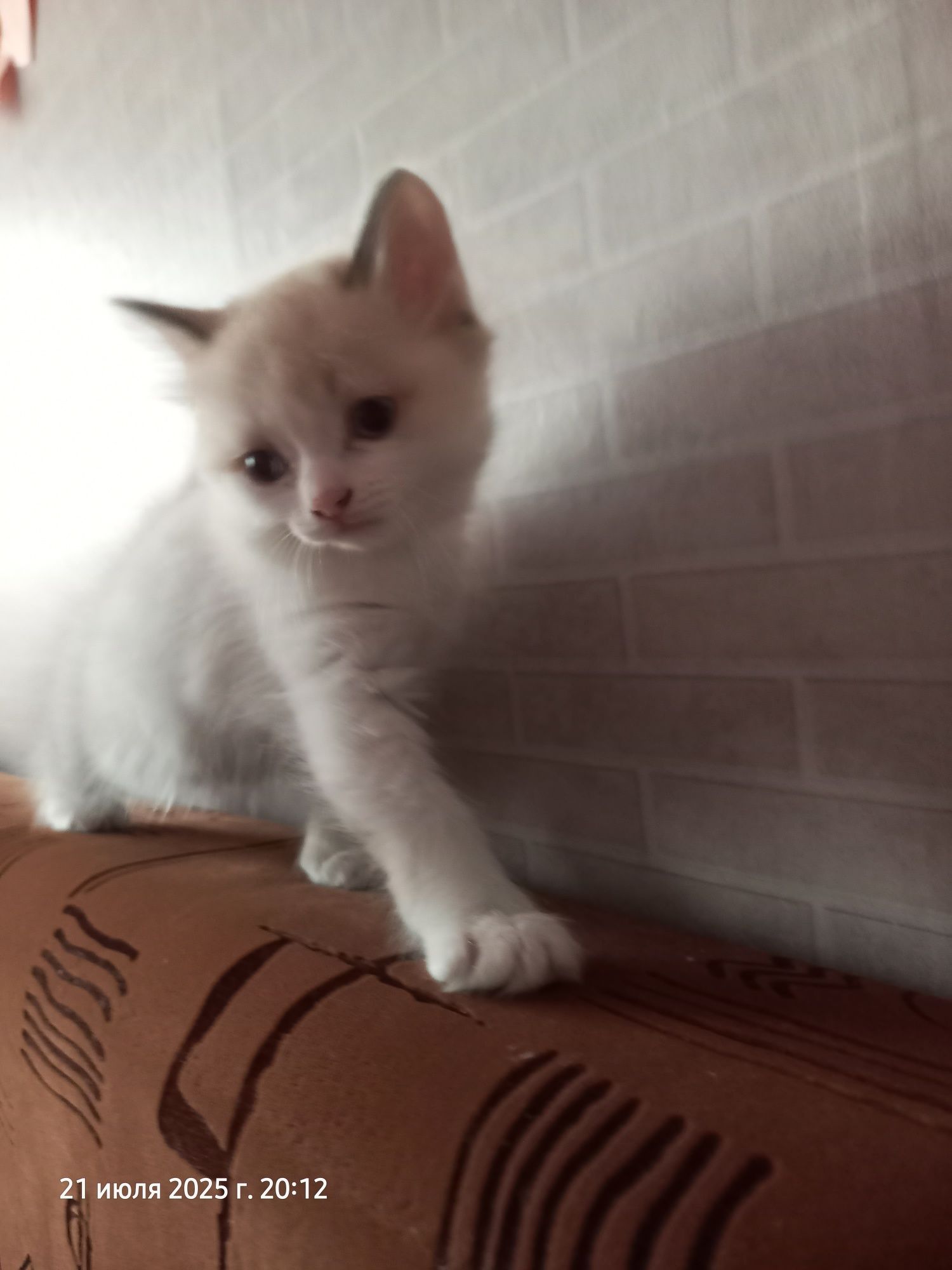 Отдам котят бесплатно
