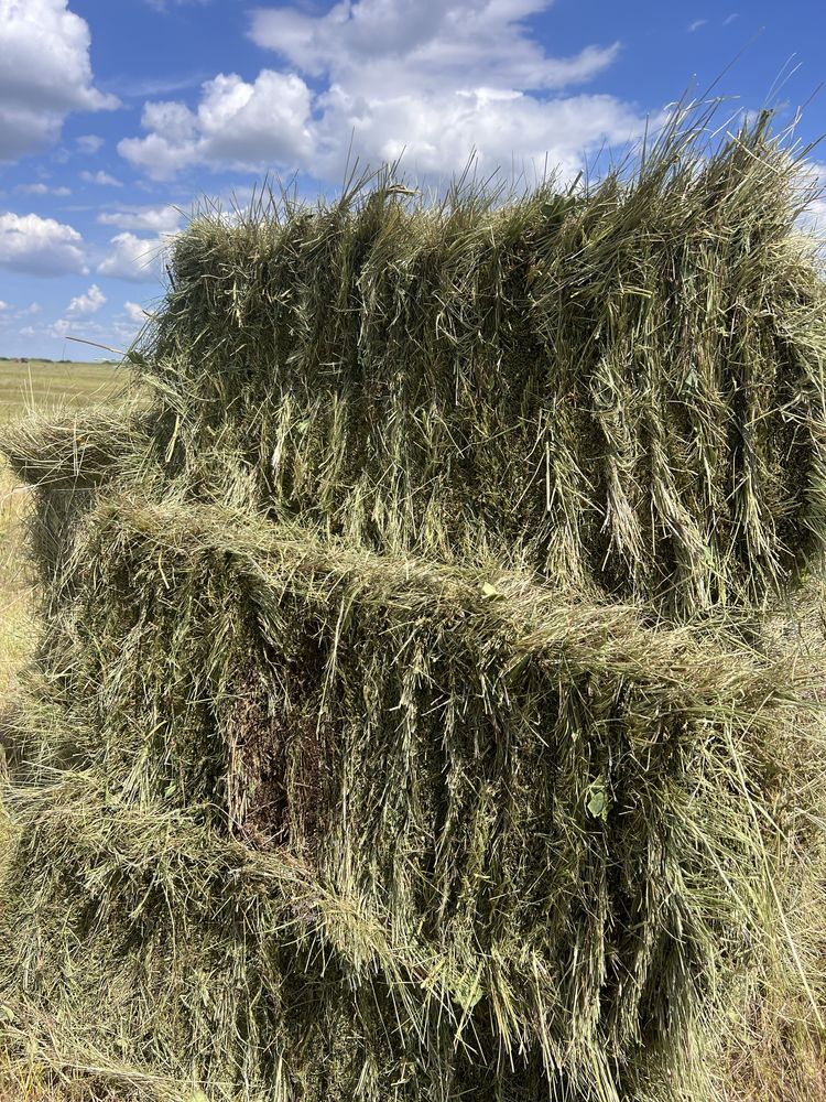 Продам сено, шөп сатамын, тюк, рулон, разнотравье, бидайық.