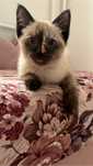 Сиамский котенок