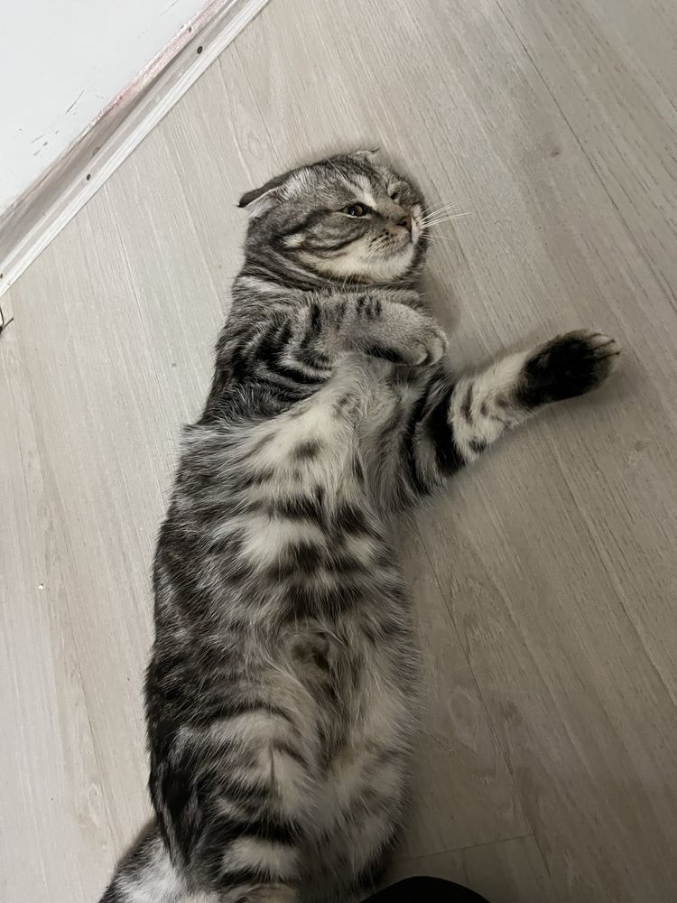 отдаю породистого кота бесплатно