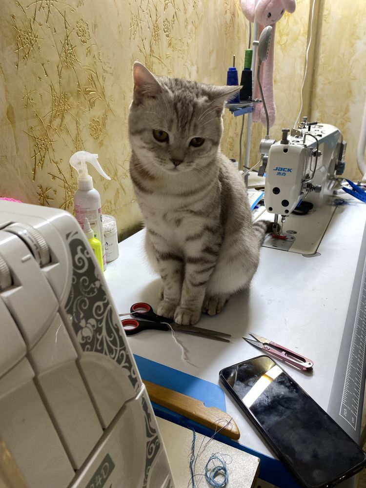 Для вязки прямоуха шотланский