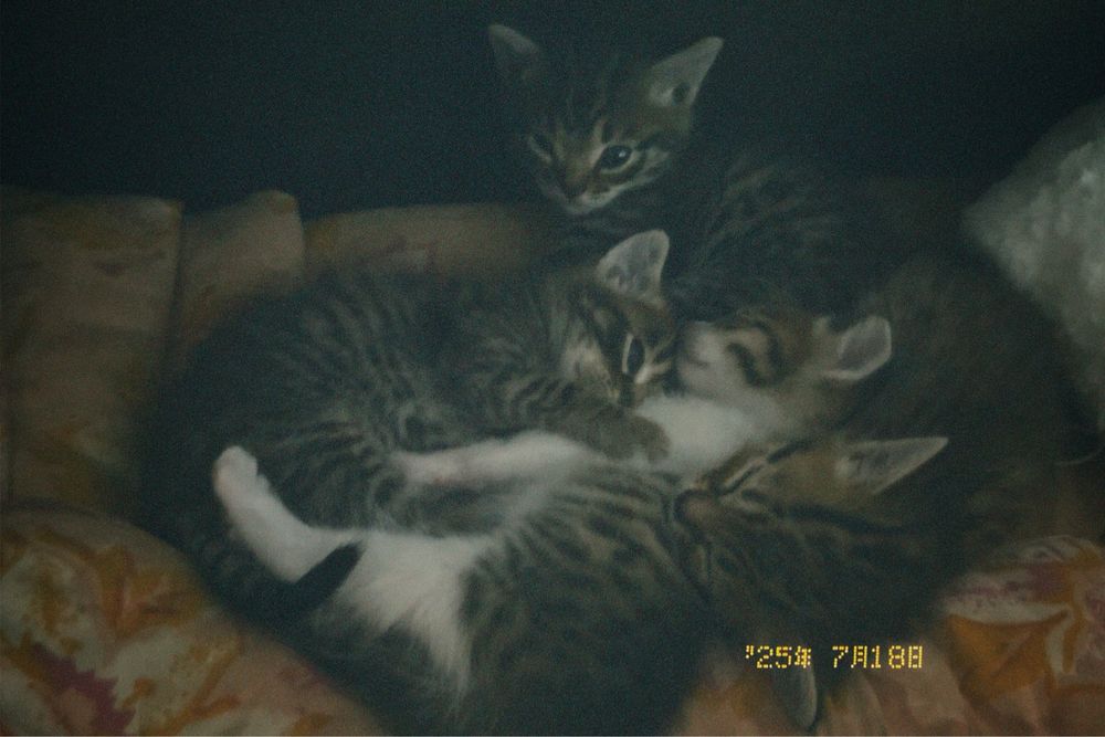 Котята ищат любящую семью