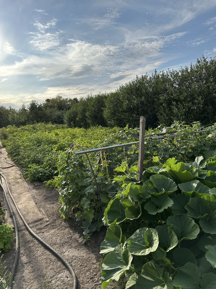 Продам дачу на черемушках
