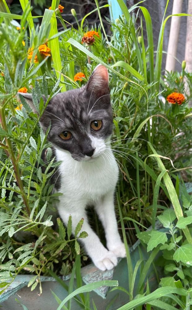 Котёнок в хорошие руки!