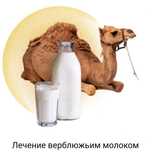 Верблюжье молоко и моча (смесь.) Излечение от тяжелых заболевании!