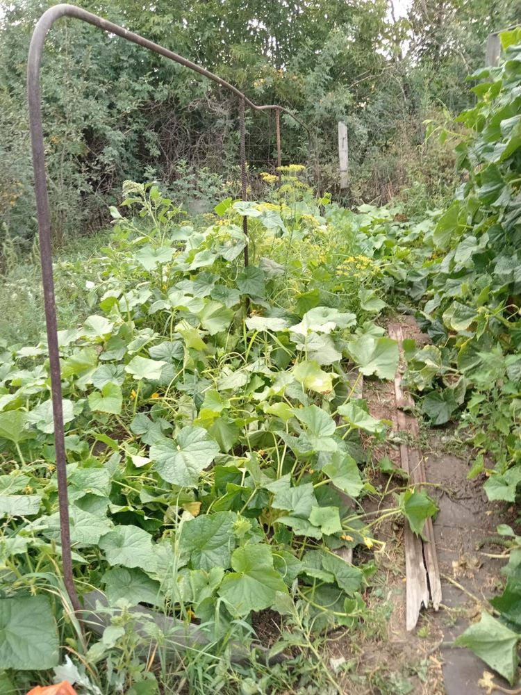 Срочно продам дачу на Бобровке
