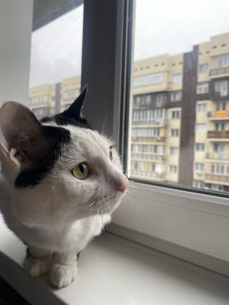 Вязка кота