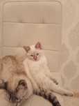 Передержка котов кошек котят