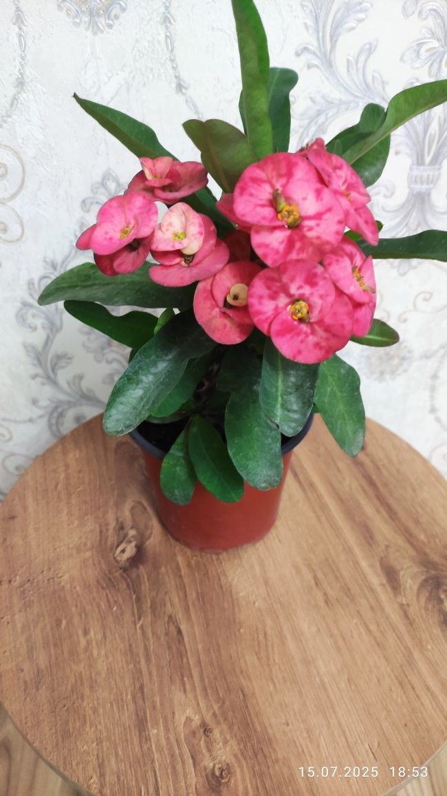 Комнатные растения Алматы