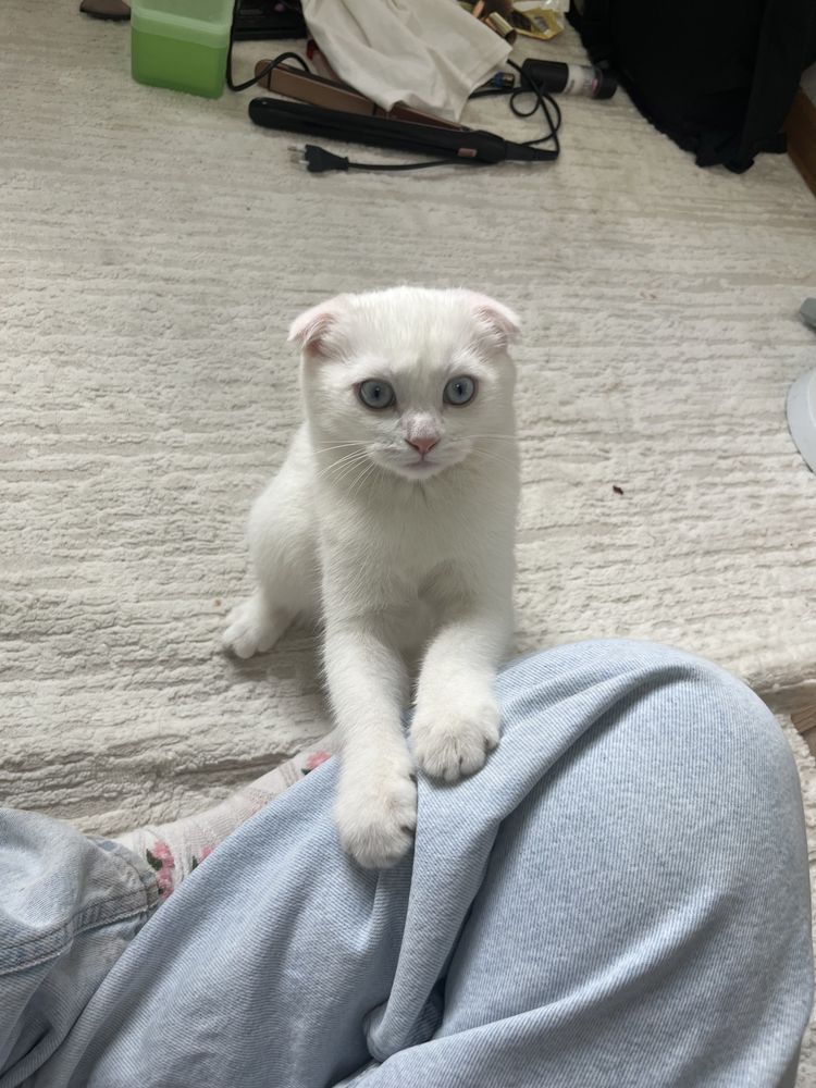 Шотландский вислоухий котёнок