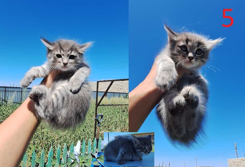 Отдам котят в хорошие руки