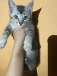 котенок,бесплатно