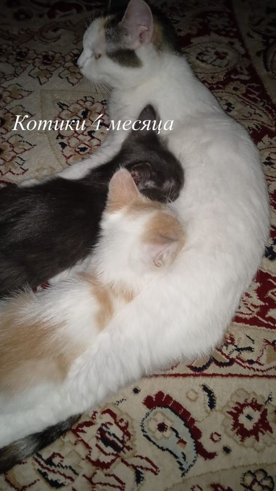Кошки, коты, котята в добрые руки