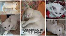 Котик молодой кастрированный