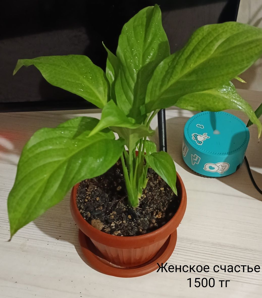 Комнатные растения/цветы
Названия и цены указаны на фото
Забирать сами