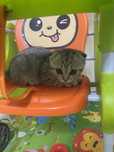 Вислоухий котенок